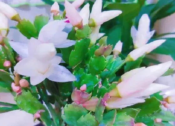 植物常识问题|冬季如何养蟹爪兰复花更容易