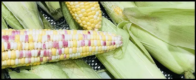 鲜食黑玉米如何栽培 | 生活常识