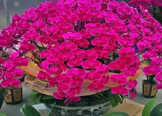 植物常识问题|蝴蝶兰花苞不能正常绽放原因