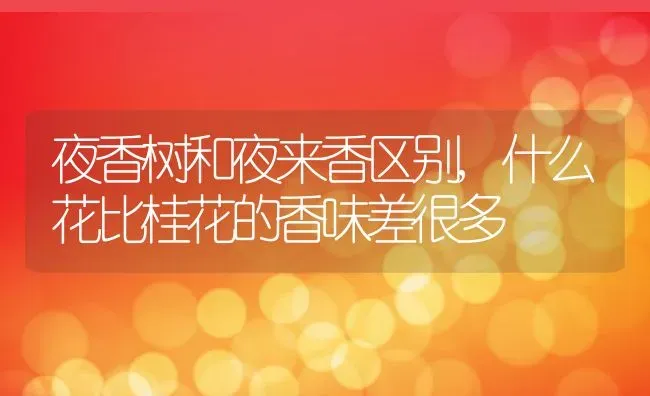 夜香树和夜来香区别,什么花比桂花的香味差很多 | 养殖常见问题