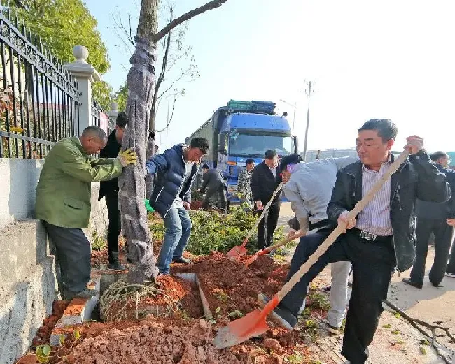 植物常识问题|怎样栽种才能提高苗木成活率（保证苗木成活率主要措施）