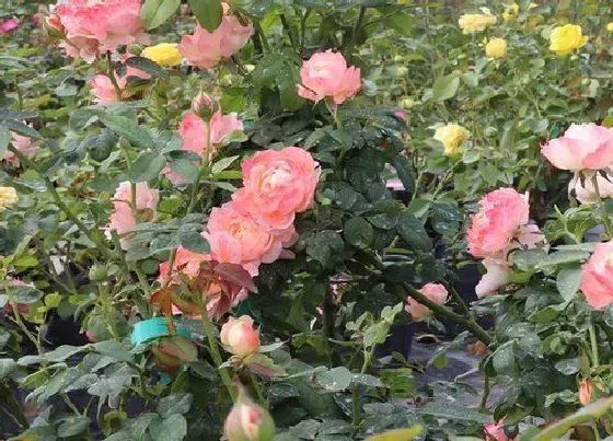 植物常识问题|月季长花苞需要怎么修剪