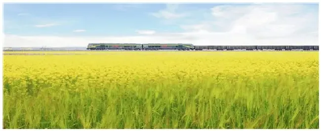 油菜壳可以喂羊吗 | 科普知识