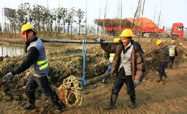 植物常识问题|怎样栽种才能提高苗木成活率（保证苗木成活率主要措施）