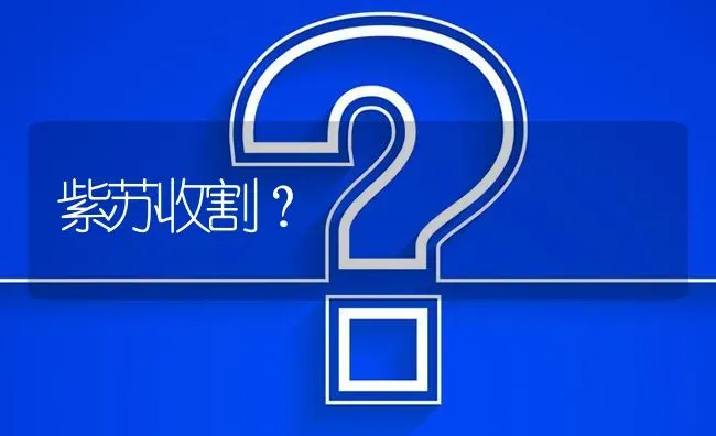 紫苏收割? | 养殖问题解答