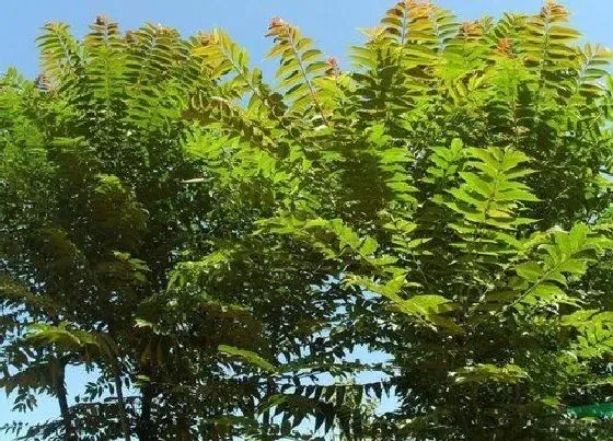 植物常识问题|房子后面种什么树最好 农村房屋后面种什么果树最旺