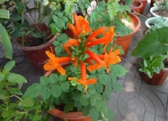 植物常识问题|凌霄花的风水禁忌有哪些 种在家里吉利吗