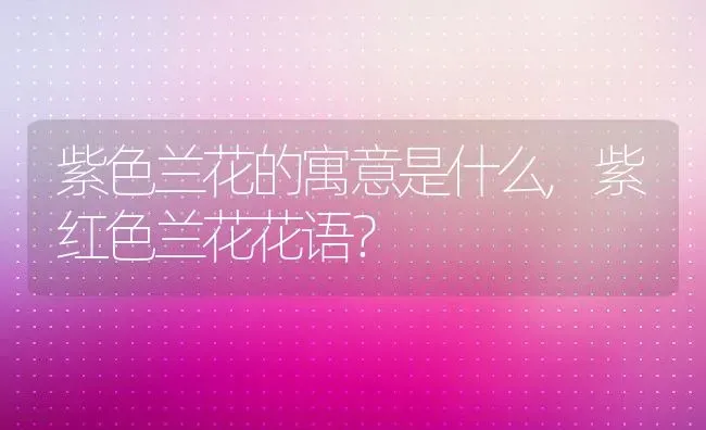 紫色兰花的寓意是什么,紫红色兰花花语？ | 养殖常见问题
