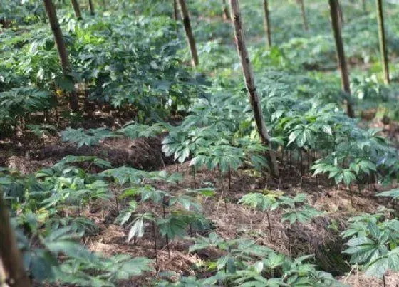 植物常识问题|土三七和三七的区别