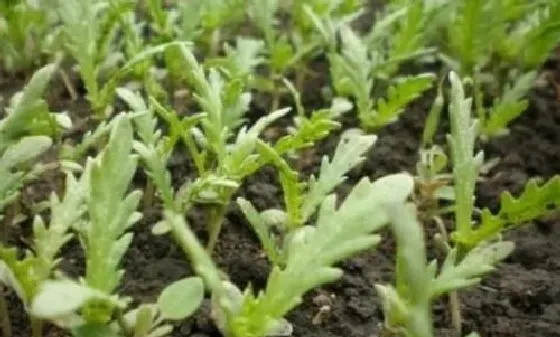 植物常识问题|茼蒿菜的种植方法和管理技术（大叶茼蒿菜的栽培技术）