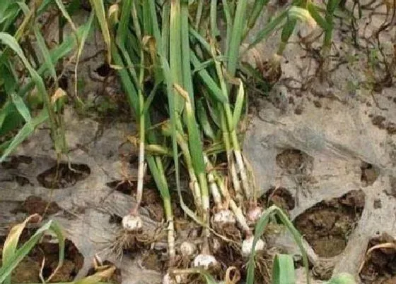 植物常识问题|大蒜叶枯病特效药 大蒜叶枯病症状病因及防治方法