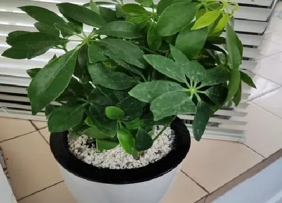 植物常识问题|鸭掌木出现了有机制缺乏该怎么养护