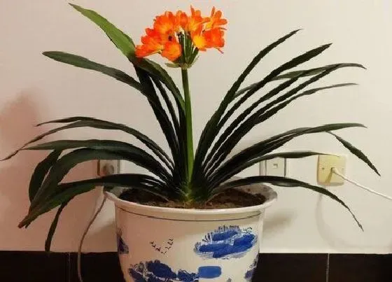 植物常识问题|怎么养君子兰开花不用愁