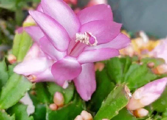 植物常识问题|冬季如何养蟹爪兰复花更容易