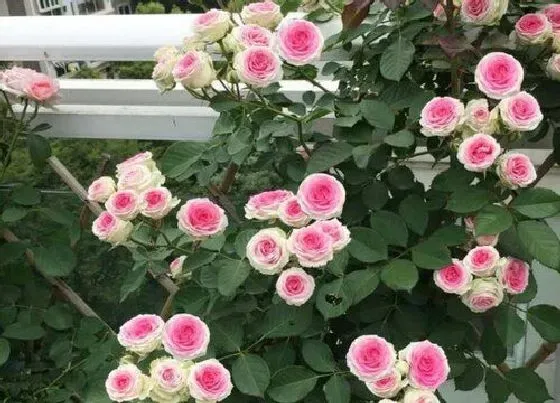 植物常识问题|月季长花苞需要怎么修剪