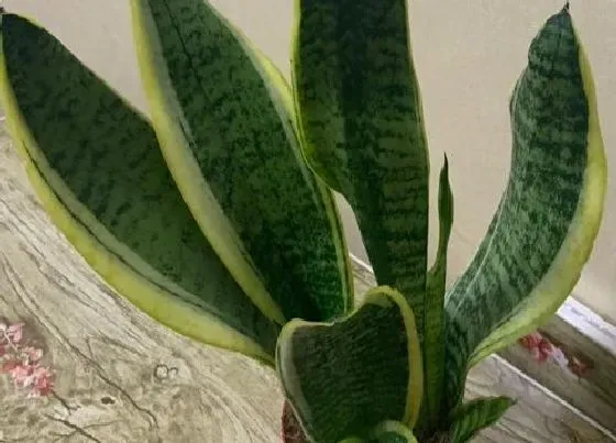 植物常识问题|虎皮兰如何预防虎纹慢慢退化