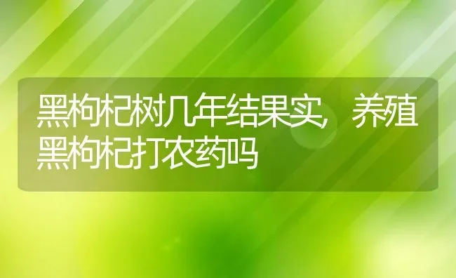 黑枸杞树几年结果实,养殖黑枸杞打农药吗 | 养殖常见问题