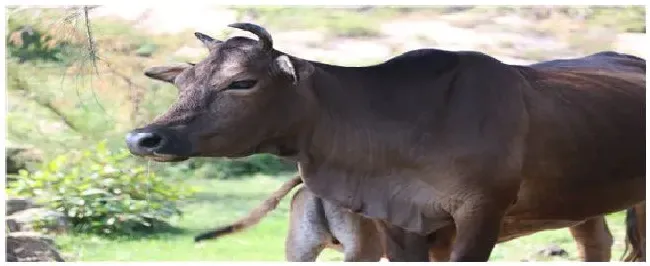 牛拉稀用什么药治疗最快 | 三农答疑