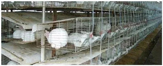 兔养殖周期 | 农业常识