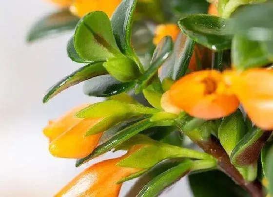 植物常识问题|金鱼吊兰不开花怎么办  如何解决