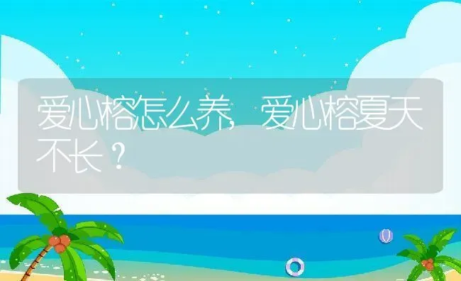 爱心榕怎么养,爱心榕夏天不长？ | 养殖常见问题