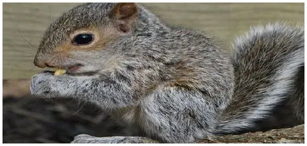 松鼠总是咬人怎么办 | 三农问答