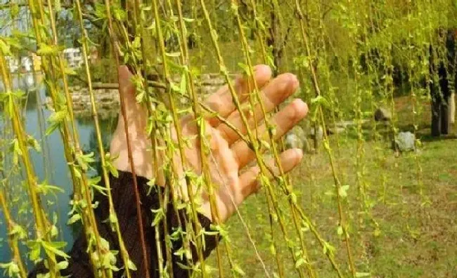 植物常识问题|柳树上的嫩芽能吃吗（柳树芽的食用方法及作用）