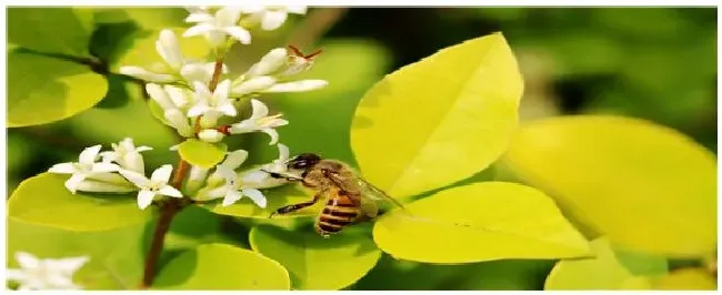 蜜蜂开箱的正确时间 | 生活常识