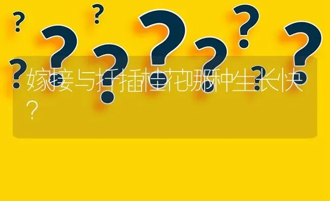 嫁接与扦插桂花哪种生长快? | 养殖问题解答
