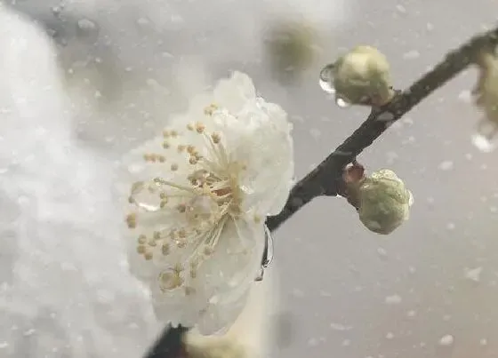 植物常识问题|梅花有什么作用
