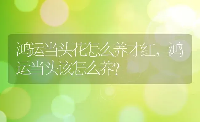 鸿运当头花怎么养才红,鸿运当头该怎么养？ | 养殖常见问题