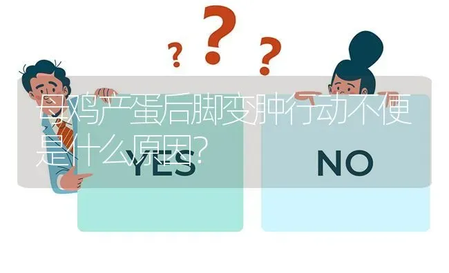 母鸡产蛋后脚变肿行动不便是什么原因? | 养殖问题解答