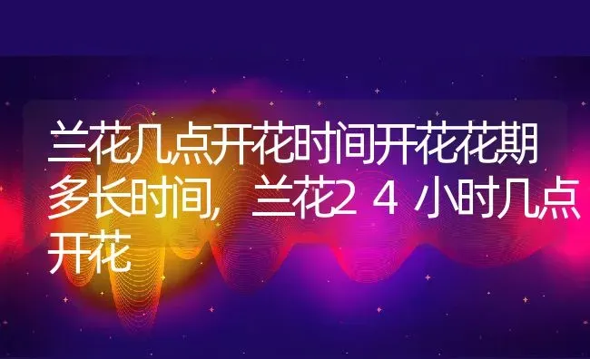 兰花几点开花时间开花花期多长时间,兰花24小时几点开花 | 养殖常见问题