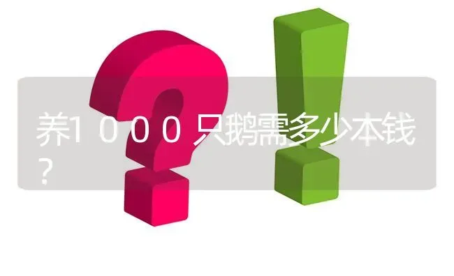 养1000只鹅需多少本钱? | 养殖问题解答