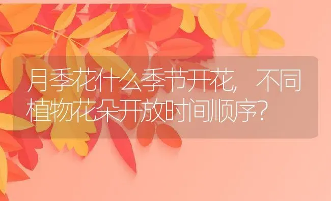 月季花什么季节开花,不同植物花朵开放时间顺序？ | 养殖常见问题