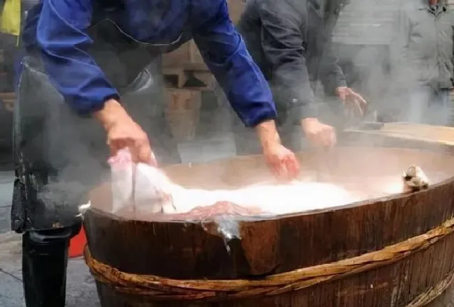 植物常识问题|个人杀年猪违法吗 2021年农民过年杀年猪罚款吗