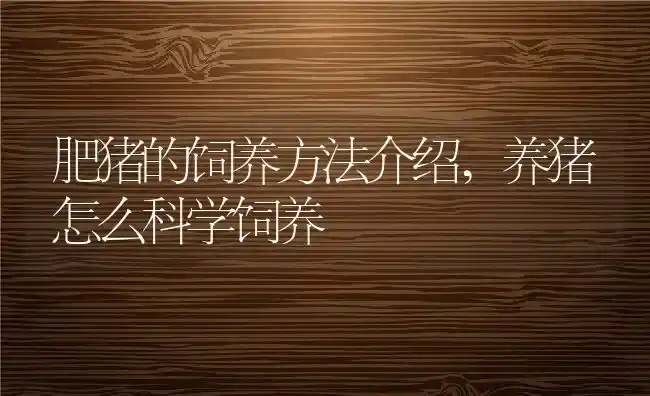 肥猪的饲养方法介绍,养猪怎么科学饲养 | 养殖常见问题