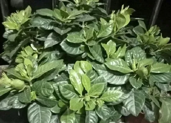植物常识问题|春天不能修剪的花卉有哪些