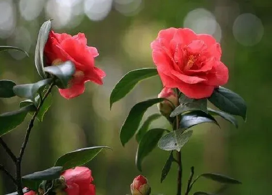 植物常识问题|山茶花好养活吗