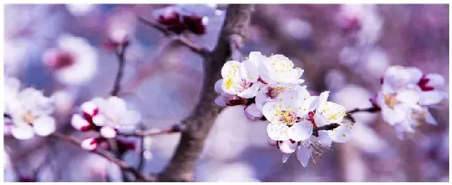 杏梅树什么时候剪枝 | 三农问答