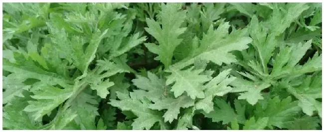 艾草种植方法及产量 | 三农答疑
