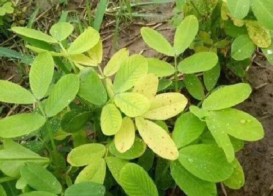 植物常识问题|花生苗期叶片发黄怎么办（花生叶子发黄原因及防治措施）