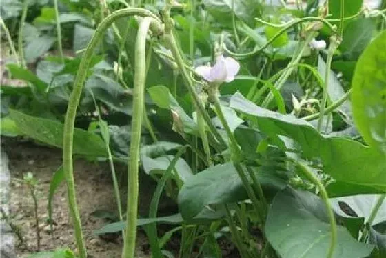 植物常识问题|豆角叶子干枯萎什么原因（豆角开花不结豆角枯死解决办法）