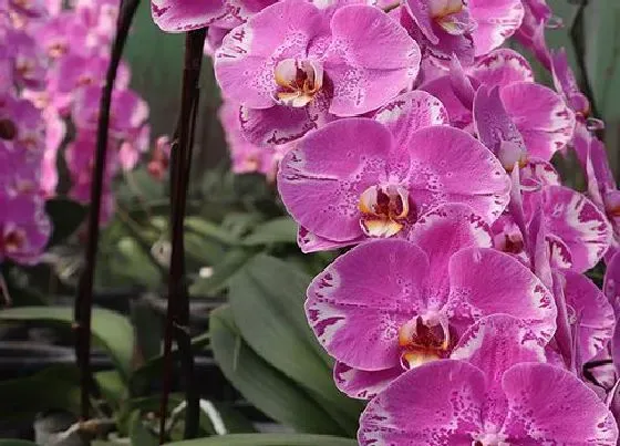 植物常识问题|蝴蝶兰花苞不能正常绽放原因