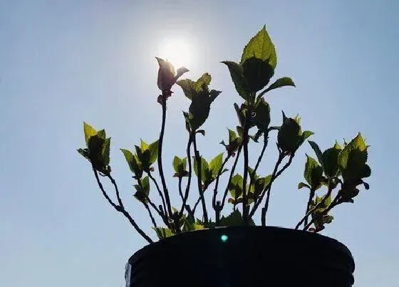 植物常识问题|春天不能修剪的花卉有哪些