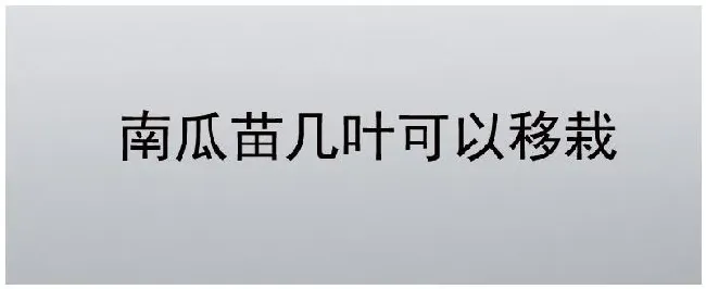 南瓜苗几叶可以移栽 | 农业答疑