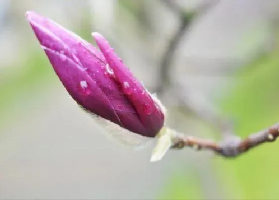 植物常识问题|兰花的种植方法和技巧