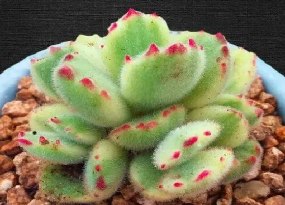 植物常识问题|熊童子好养吗 室内养殖方法和注意事项