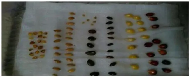 纸巾催芽方法 | 科普知识