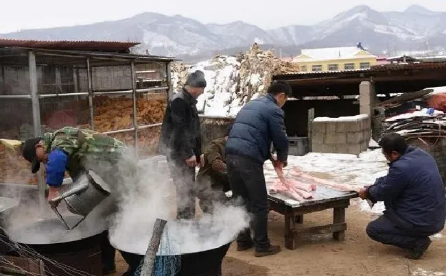 植物常识问题|个人杀年猪违法吗 2021年农民过年杀年猪罚款吗